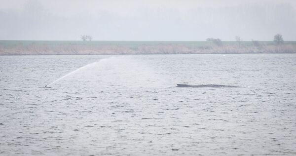 Gestrandeter Buckelwal vor Poel Gestrandeter Buckelwal vor Poel