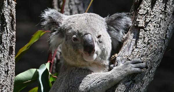 Koalas im Zoo