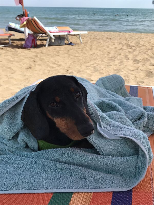 Ferienaktion 2017 Dackel