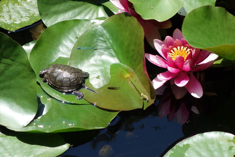 Ferienaktion 2017 Steffen Amann Schildkr