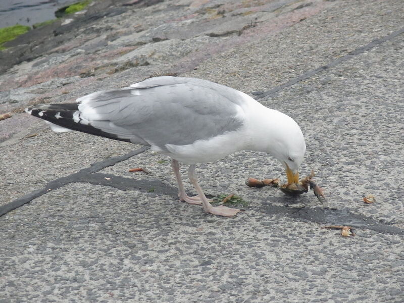 Ferienaktion 2017 Meister Ostseereise