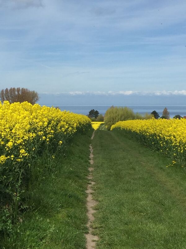 Ferienaktion 2017 Sturhahn Raps
