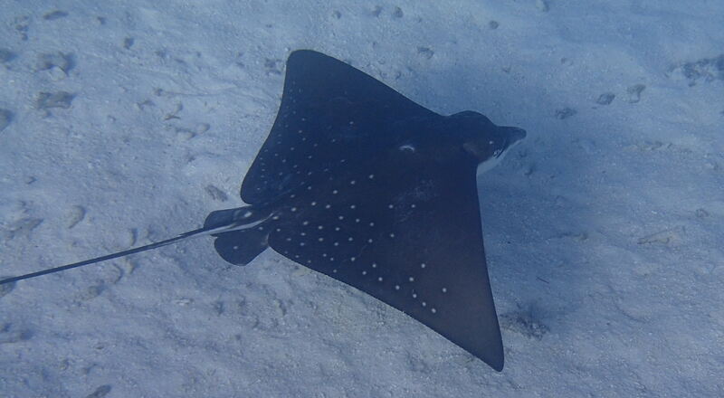 Ferienaktion 2017 Malediven Wasser