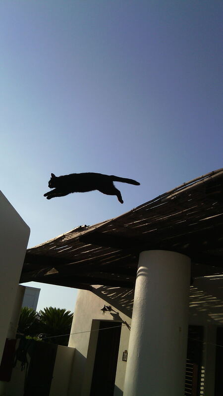 Ferienaktion 2017 Lenz Katzensprung