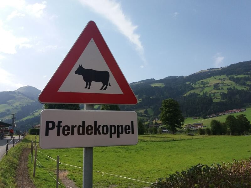 Ferienaktion 2017 Pferdekoppel