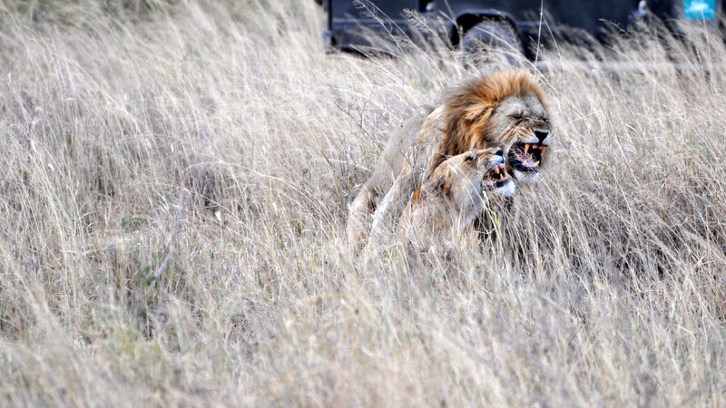 Ferienaktion 2017 - L