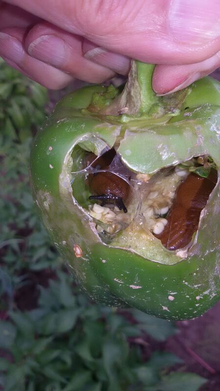 Ferienaktion 2017 tierische Bewohner