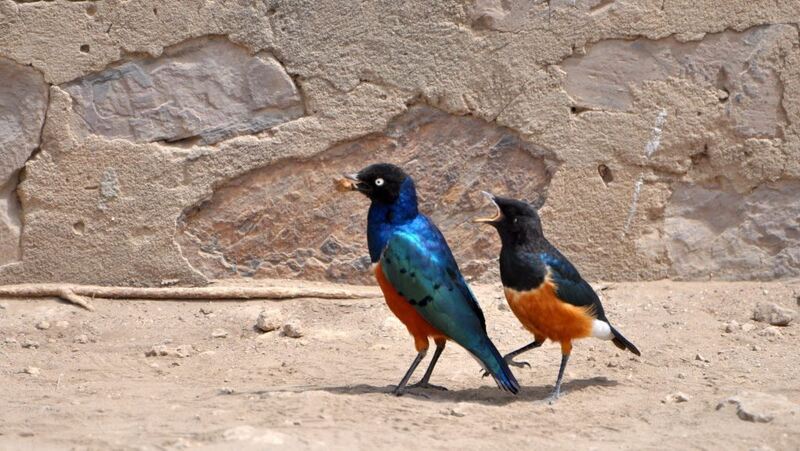 Ferienaktion 2017 - Stier streitende V