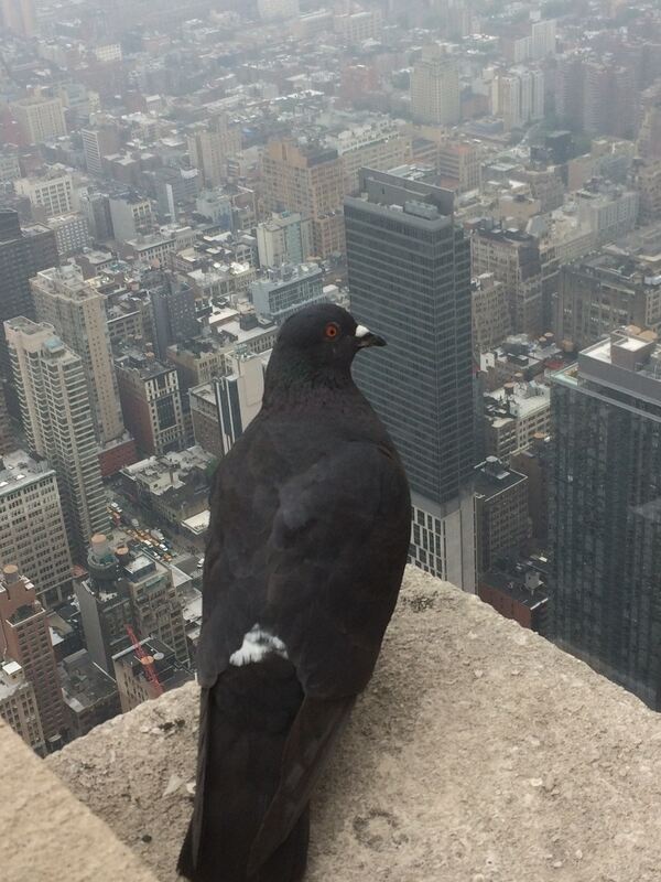 Ferienaktion 2017 Taube ghe