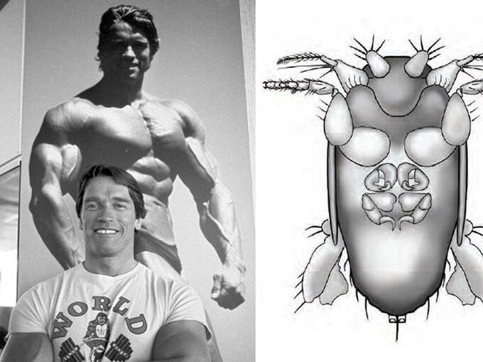 Winzige Fliege nach Arnold Schwarzenegger benannt