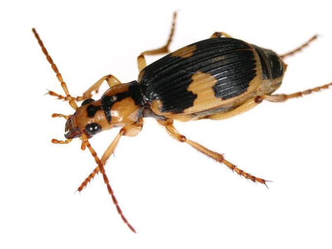 Bombardierkäfer