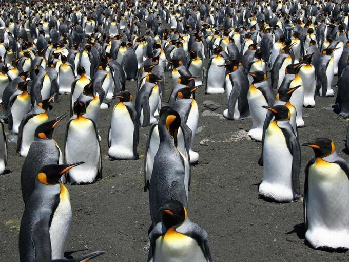 Königspinguine