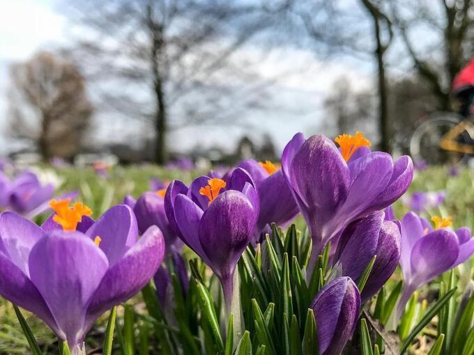 838687_1_detailbig_krokusse-bluehen-bei-fruehlingshaften-temperaturen-auf-den-wiesen-an-der-aussenalster-in-hamburg-foto-axel-heimken.jpg
