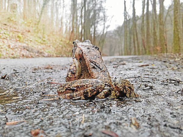 350_0900_18855_soft_CONENeu_Kroetenwanderung.jpg