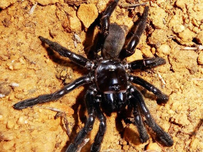 Spinne im Alter von 43 Jahren gestorben