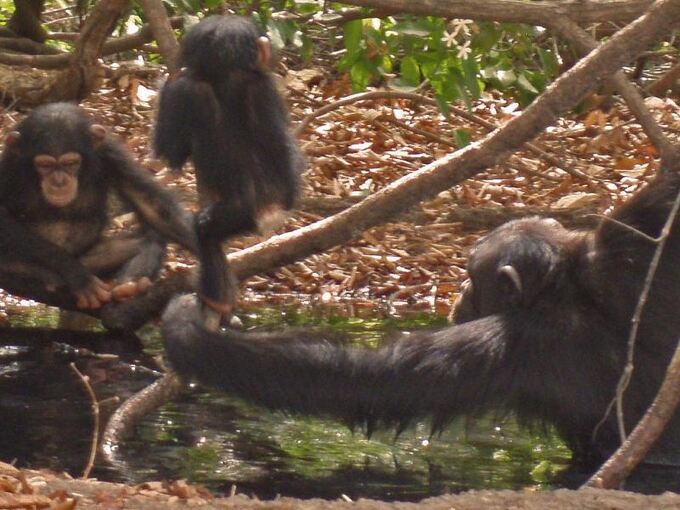 Savannen-Schimpansen