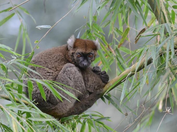 Großer Bambuslemur Großer Bambuslemur