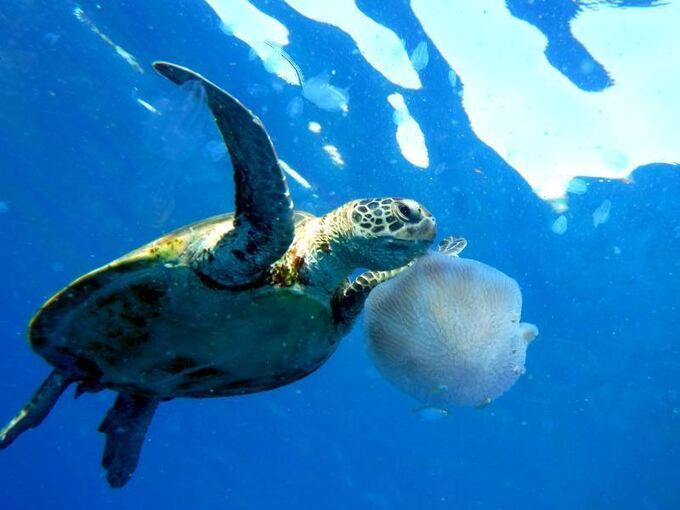 Grüne Meeresschildkröte Grüne Meeresschildkröte