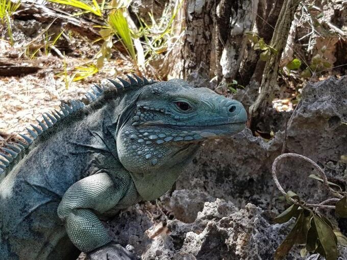 Blauer Leguan Blauer Leguan