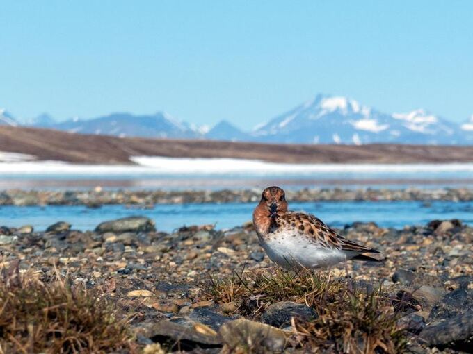 Löffelstrandläufer Löffelstrandläufer