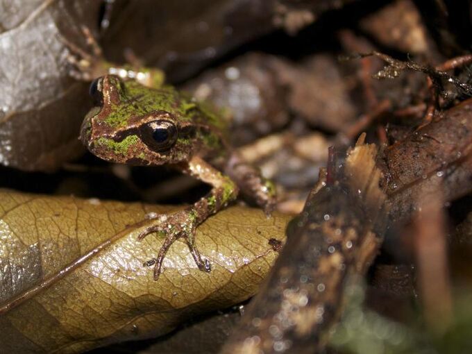 Archey-Frosch Archey-Frosch