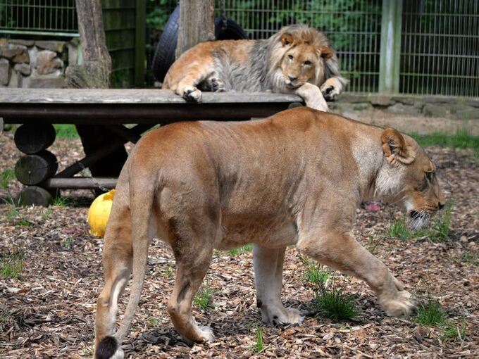 Löwen im Eifel-Zoo