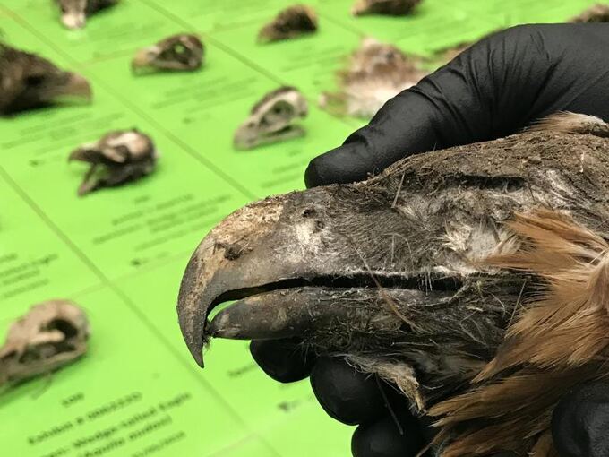 Geschützte Adler tot entdeckt