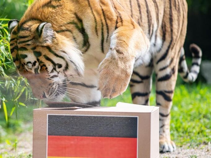WM 2018 - Tiger Fedor
