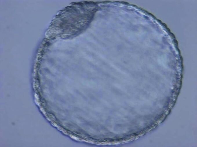 Nashorn-Embryos im Labor erzeugt