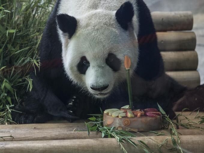 Panda-Geburtstag im Berliner Zoo