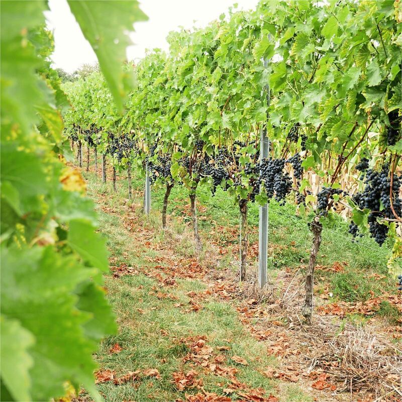 Rundwanderweg_Ludwigsburg_2 (22)