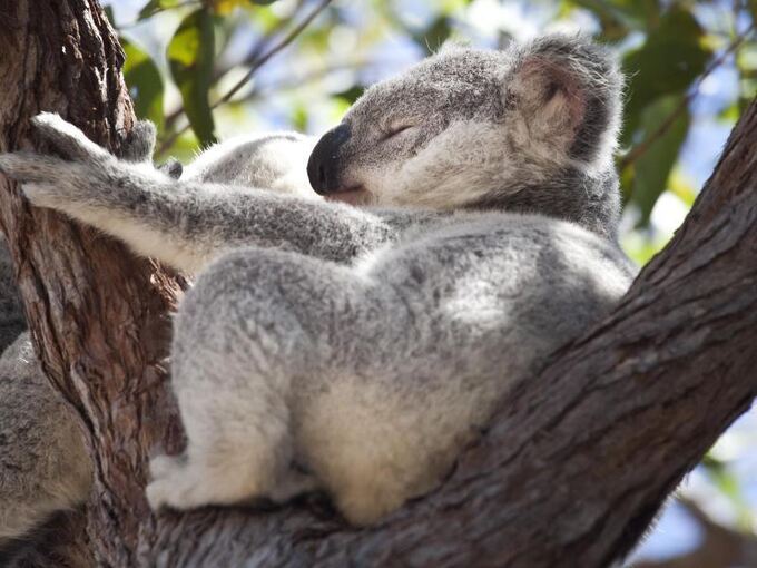 Koalas in Australien