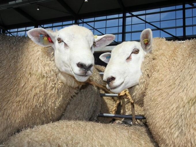 150 Texel-Schafe verschwunden
