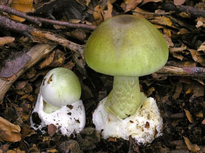 Grüner Knollenblätterpilz