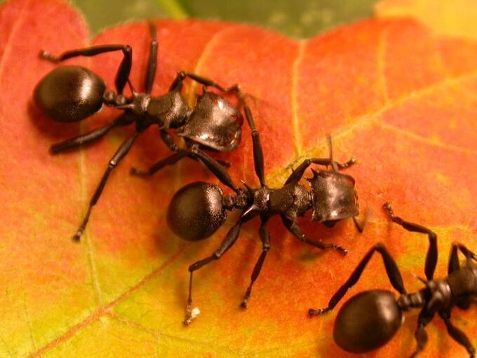 Ameisen auf Blatt