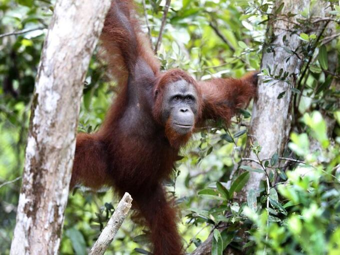 Orang-Utan auf Borneo
