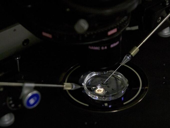 Embryo Embryo