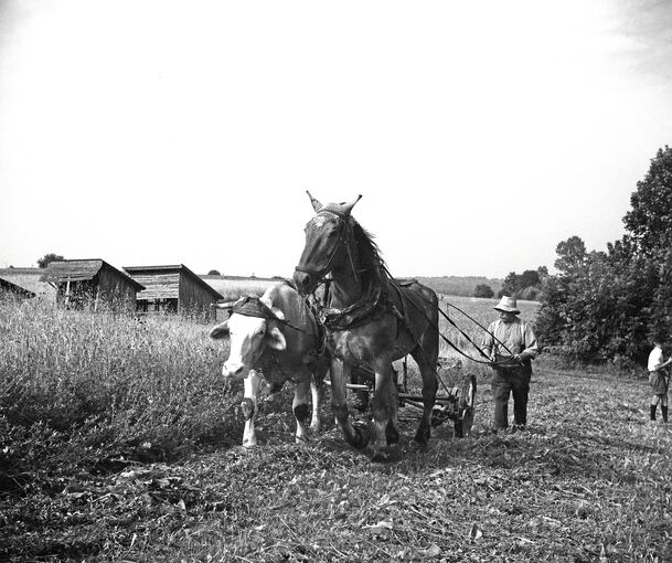 Bauer Herrmann mit dem Balkenmäher.