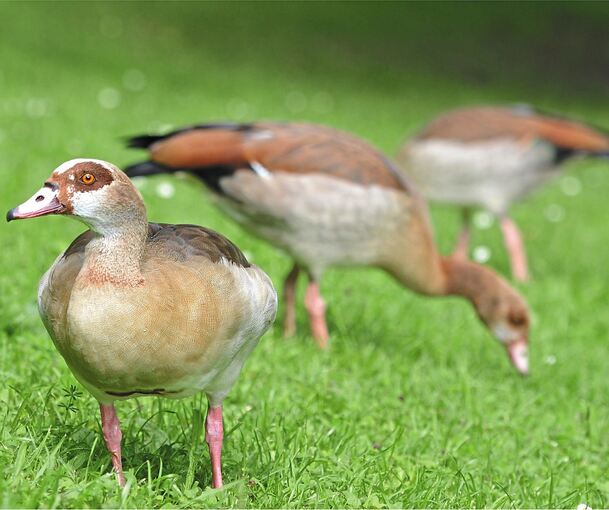 Bei den Spaziergängern an den Ufer- und Zugwiesen sind die eleganten Vögel beliebt. Für das heimische Ökosystem gleicht die Nilgans allerdings einer Katastrophe.Foto: Holm Wolschendorf