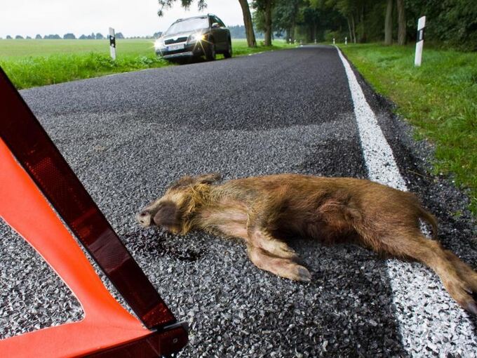 Ein junges Wildschwein liegt tot auf einer Straße