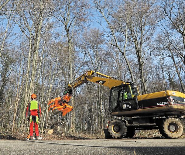 Gestern in der Königinallee: Forstarbeiter fällen Bäume am Rand des Salonwalds. Fotos: Ramona Theiss