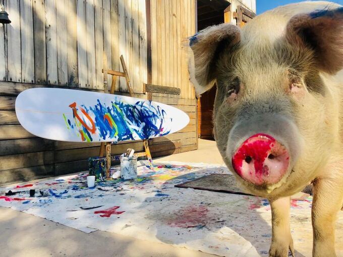 Pigcasso: Saumäßige Kunst in Südafrika