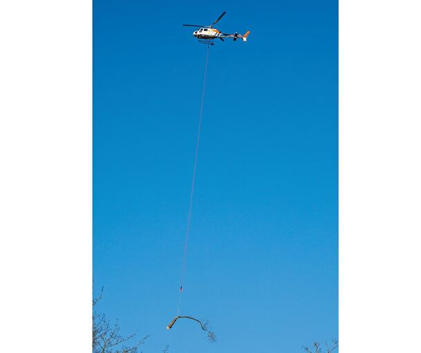 Der Hubschrauber holt die abgesägten Stämme aus dem Steilhang.Fotos: Holm Wolschendorf