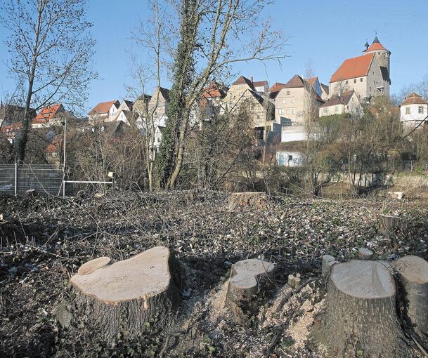 Mit einer ersten Maßnahme, dem Fällen von Bäumen am Enzufer, ist das Projekt Enzpark in Besigheim gestartet. Die Trasse, und damit auch der Blick zur Altstadt, für den neuen Fuß- und Radwegsteg ist frei. Im ersten Abschnitt soll zunächst die Umgestal