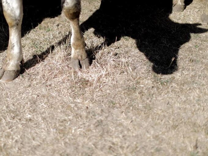 Kuh wirft Schatten auf einer Weide