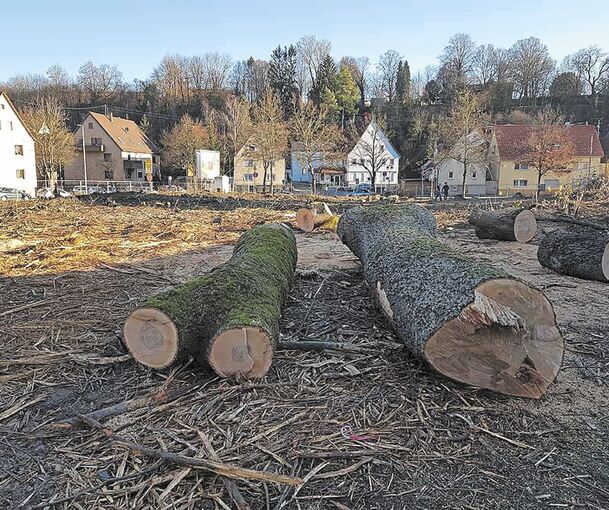 Für Wohnbebauung wurden auf dieser Fläche an der Mundelsheimer-/Benninger Straße in Freiberg Bäume gerodet. Foto: privat