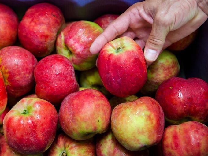 Ein Obstbauer kontrolliert Äpfel der Sorte Gravensteiner