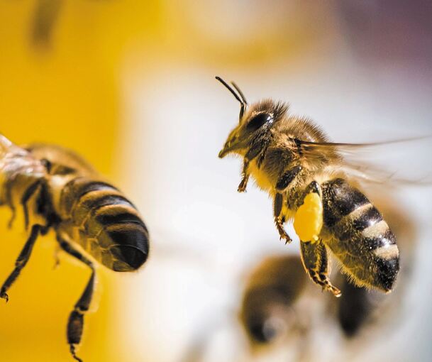 Auch Hobbygärtner können was für die Bienen tun. Foto: dpa
