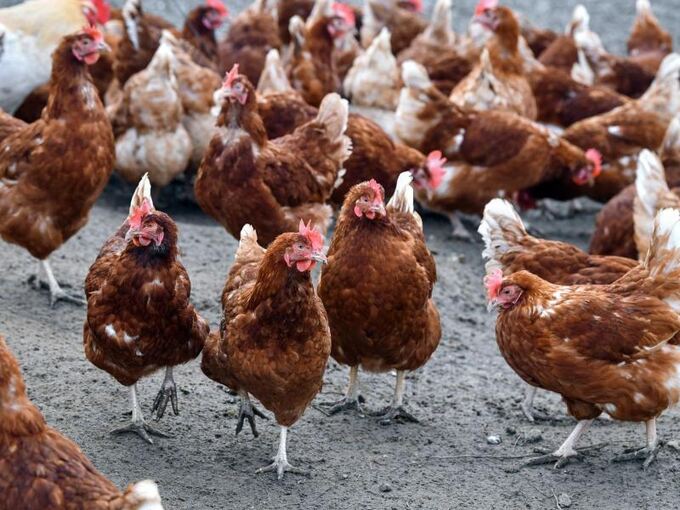 Hühner auf einer Farm