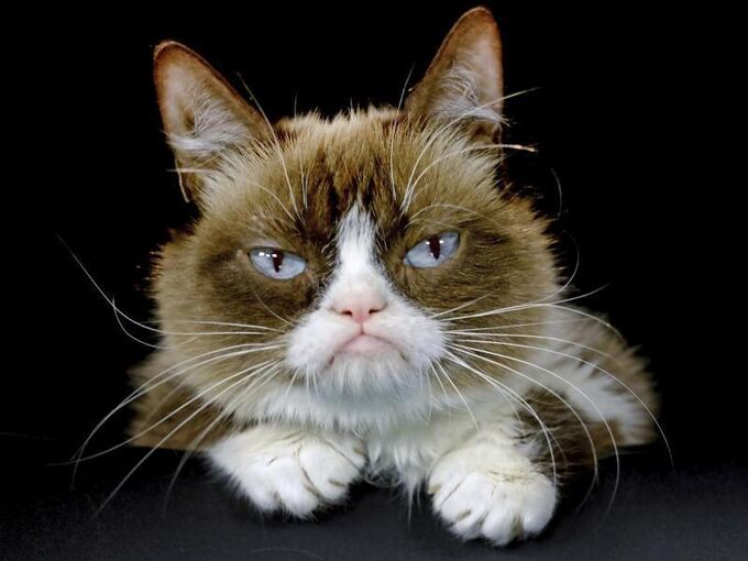 Trauer Um Beruhmte Katze Grumpy Cat Ist Tot Uberregionales